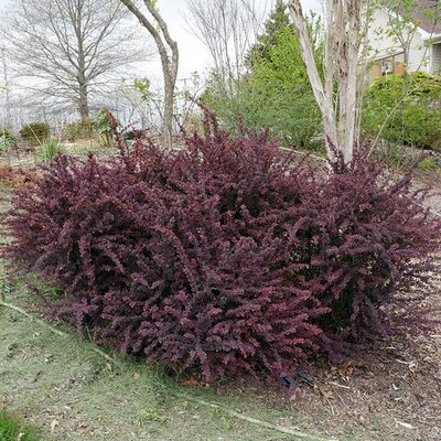 Purple Barberry (Berberis thun. ‘Atropurpurea’) 30-40cm Bare Root