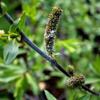 Purple Willow (Salix daphnoides)