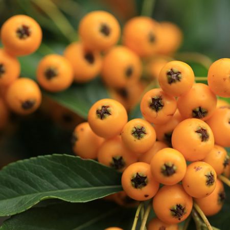 Pyracantha "Orange Charmer" - Image by Marjon Besteman from Pixabay
