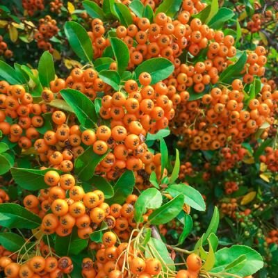 Pyracantha 'Orange Glow' - Photo by Petr Kratochvil (CC0 1.0)