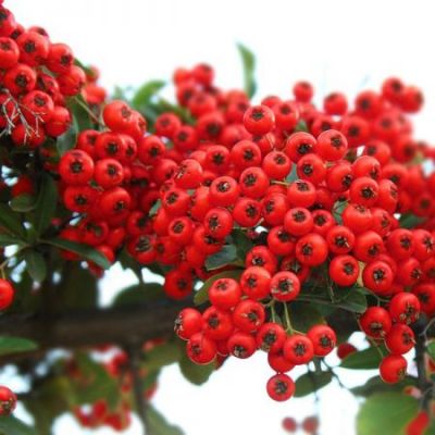 Pyracantha “Red Column” - Photo by Takkk (CC BY-SA 3.0)