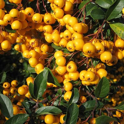 Pyracantha 'Saphyr Yellow' - Photo by HuBoro (GFDL)