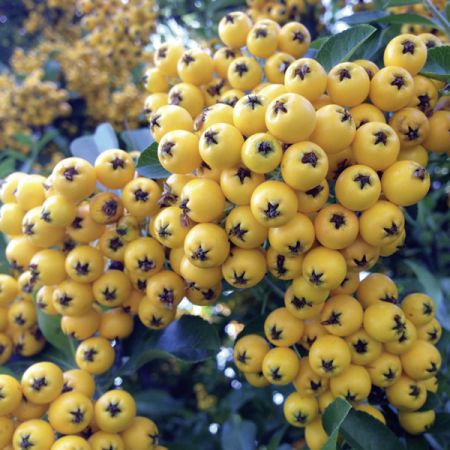 Pyracantha "Soleil d`Or" - Image courtesy of pxfuel