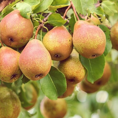 Pyrus 'Beurré Hardy' - Image by Manfred Richter from Pixabay