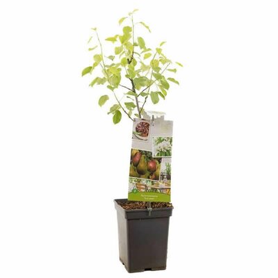 Pyrus comm. mix Duo Pear Patio Fruit - Image courtesy of Plantline