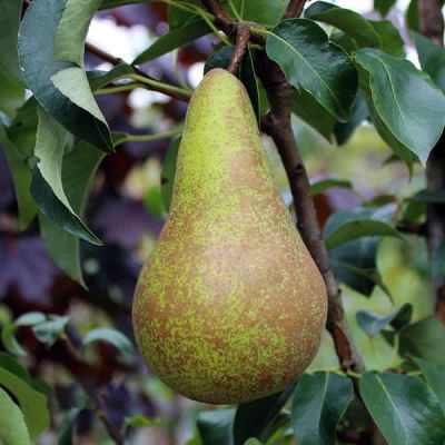 Pyrus 'Concorde' (10L pot)