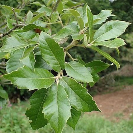 Quercus ilex - Photo by Krzysztof Ziarnek, Kenraiz (CC BY-SA 4.0)