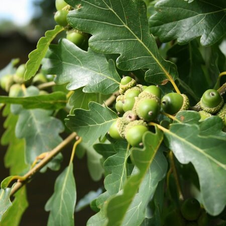Quercus petraea - Photo by Sten (CC BY-SA 3.0)