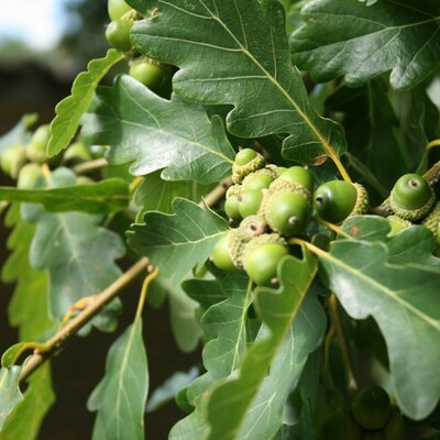 Quercus petraea - Photo by Sten (CC BY-SA 3.0)