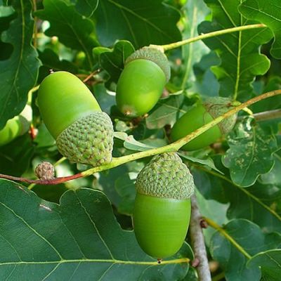 Quercus Robur - Photo by Llez (GFDL)