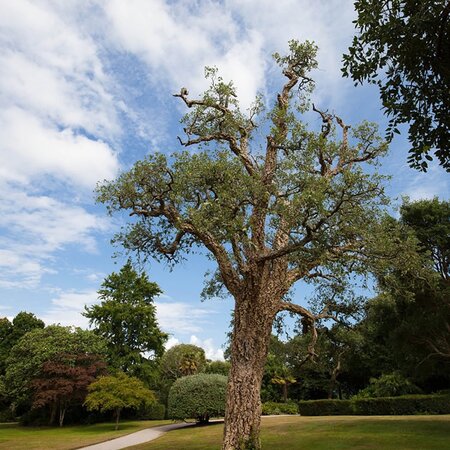 Quercus Suber 'Cork Oak' - Image by Stefan Schweihofer from Pixabay 