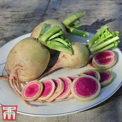 Radish Misato Rose Flesh