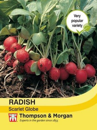 Radish Scarlet Globe - image 1