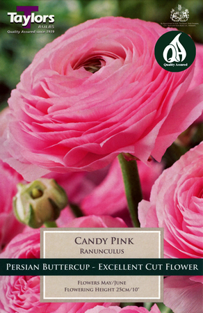 Ranunculus Candy Pink - Image courtesy of Taylors Bulbs