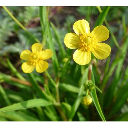 Ranunculus flammula (9cm pot) (9cm pot)