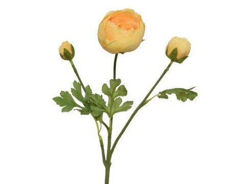 Ranunculus on stem - image 1