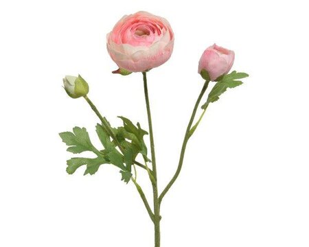 Ranunculus on stem - image 1