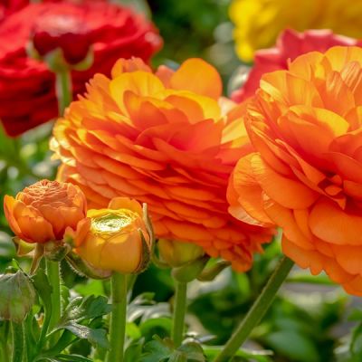 Ranunculus Orange - Image by Couleur from Pixabay  