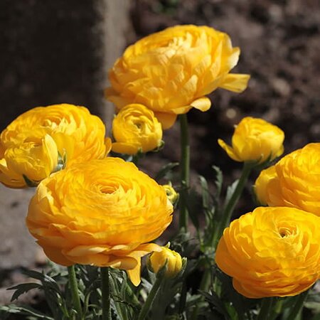 Ranunculus Yellow - Photo by G. Renard (CC BY-SA 2.0)