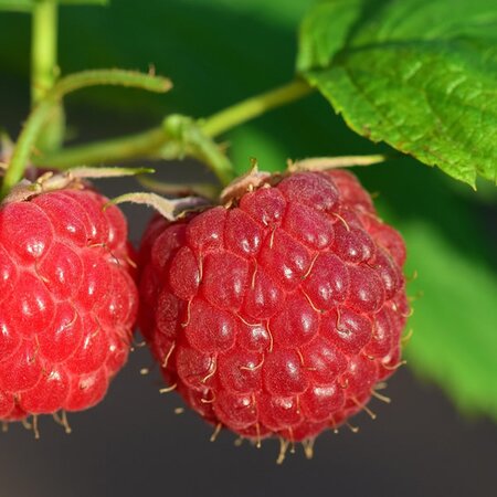 Raspberry 'Autumn Bliss' (Bare Root x 5) - Image by Leopictures from Pixabay 