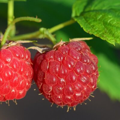 Raspberry 'Autumn Bliss' (Bare Root x 5) - Image by Leopictures from Pixabay 