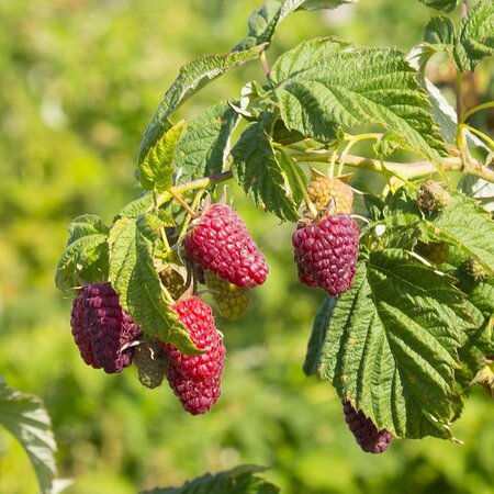 Raspberry 'Glen Ample' - Image by Vasilisa-Malinina from Pixabay 