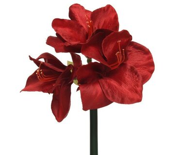 Red amaryllis on stem - image 1