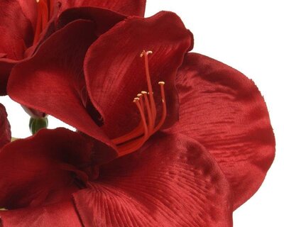 Red amaryllis on stem - image 2