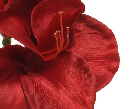 Red amaryllis on stem - image 3
