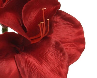 Red amaryllis on stem - image 3