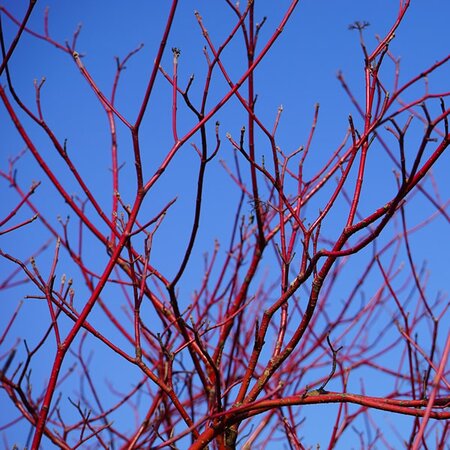Red Dogwood (Cornus Alba Sibirica) 60-80cm Bare Root
