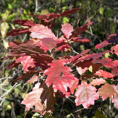 Red Oak (Quercus rubra)