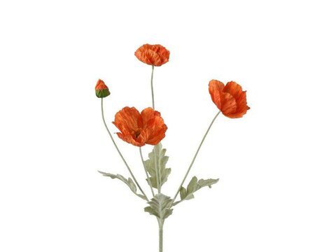 Red Poppies on stem