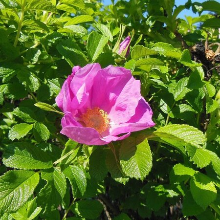 Red Rugosa Rose (‘Rubra’)