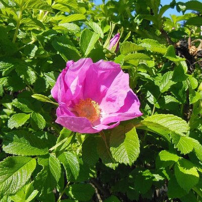Red Rugosa Rose (‘Rubra’)