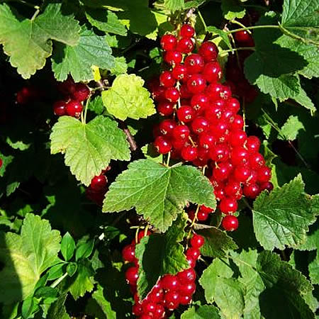 Redcurrant 'Red Lake' - Image by Tappancs of pixabay