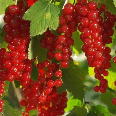 Redcurrant 'Rovada' - Photo by Burkhard Mücke (CC BY-SA 3.0)