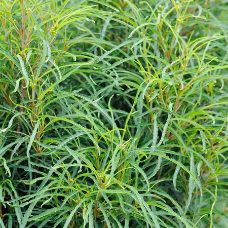 Rhamnus frangula 'Fine Line' ® - Public image extract here under fair use