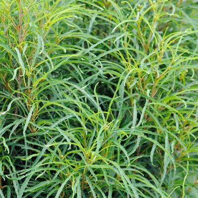 Rhamnus frangula 'Fine Line' ® (4.6L pot)