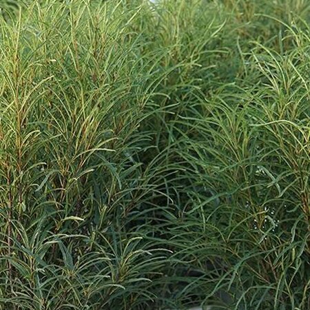 Rhamnus frangula 'Ron Williams' - Public image extract here under fair use