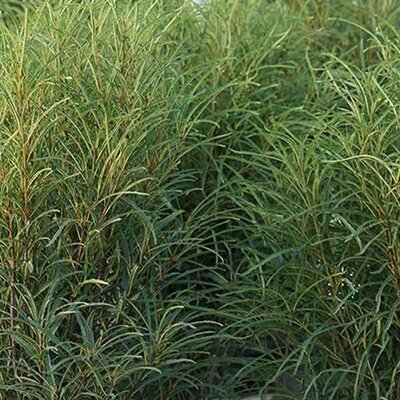 Rhamnus frangula 'Ron Williams' (2.3L pot)