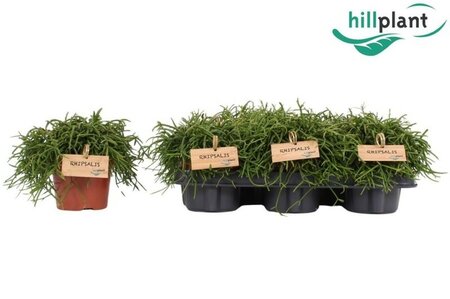 Rhipsalis 'Oasis' - Image courtesy of Pannebakker