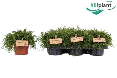 Rhipsalis 'Oasis' - Image courtesy of Pannebakker