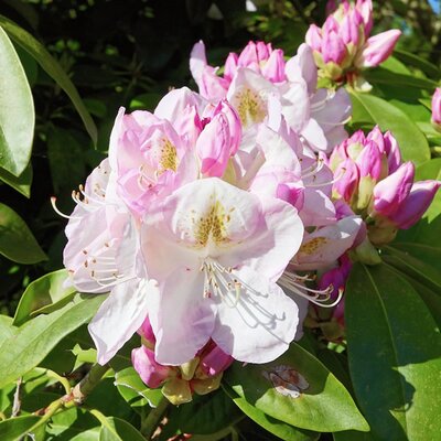 Rhododendron 'Lady Alice Fitzwilliam' - Image by Karsten Paulick from Pixabay 