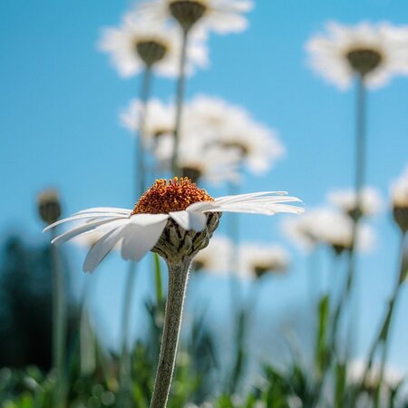 Rhodanthemum 'African Spring' - Image courtesy of pixabay