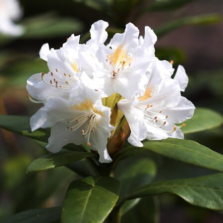 Rhododendron 'Madame Masson' - Image by Sonja Kalee from Pixabay 