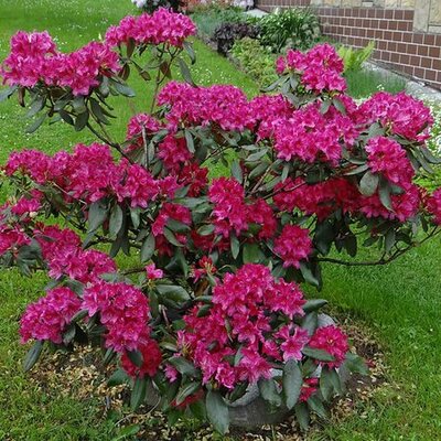 Rhododendron 'Nova Zembla' (5L pot)