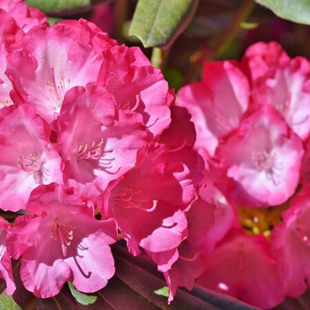 Rhododendron 'Tromba' - Image by Ralph from Pixabay 
