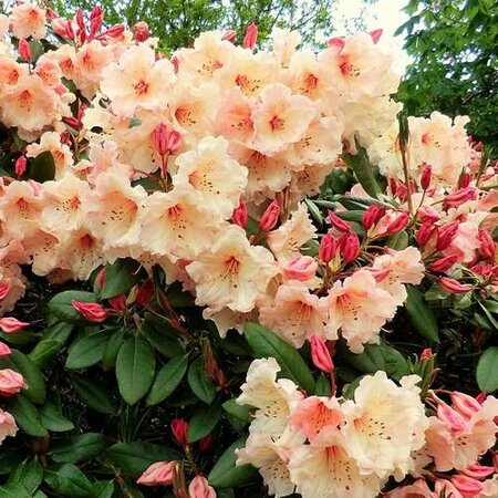 Rhododendron 'Virginia Richards' - Public image here under fair use