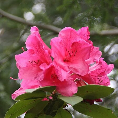 Rhododendron 'Ana' (15L pot)